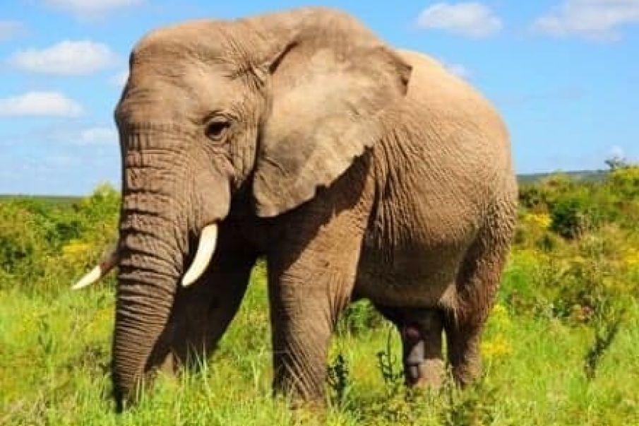 Elefant-kassen støtter truede elefanter - Hilsen fra Sydafrika
