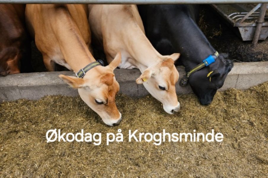 Over 3500 til Økodag på Kroghsminde ved Strellev